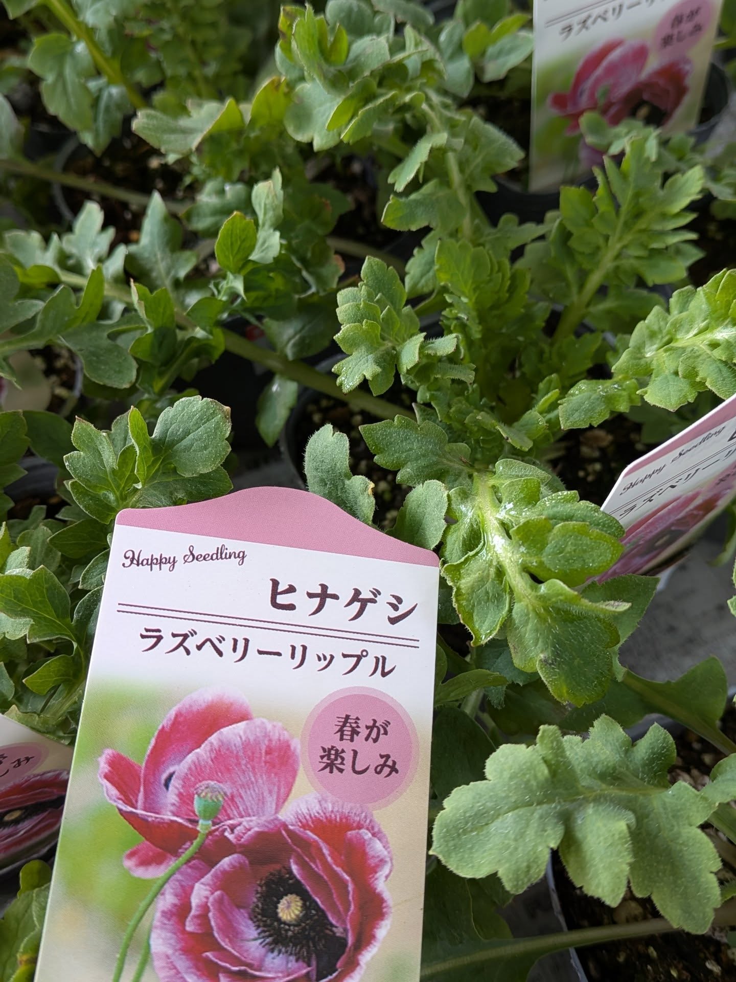 2026年1月23日 入荷情報 | 新津フラワーランド